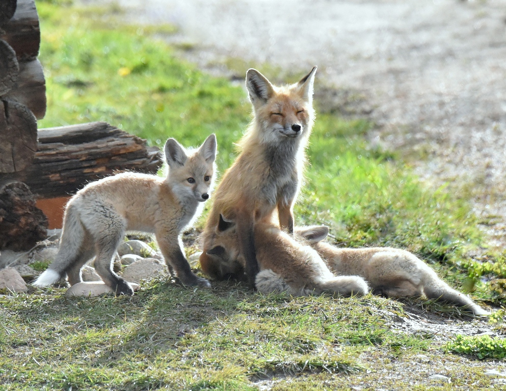 Red Fox – Female and Pups | Walden, Colorado | May, 2015