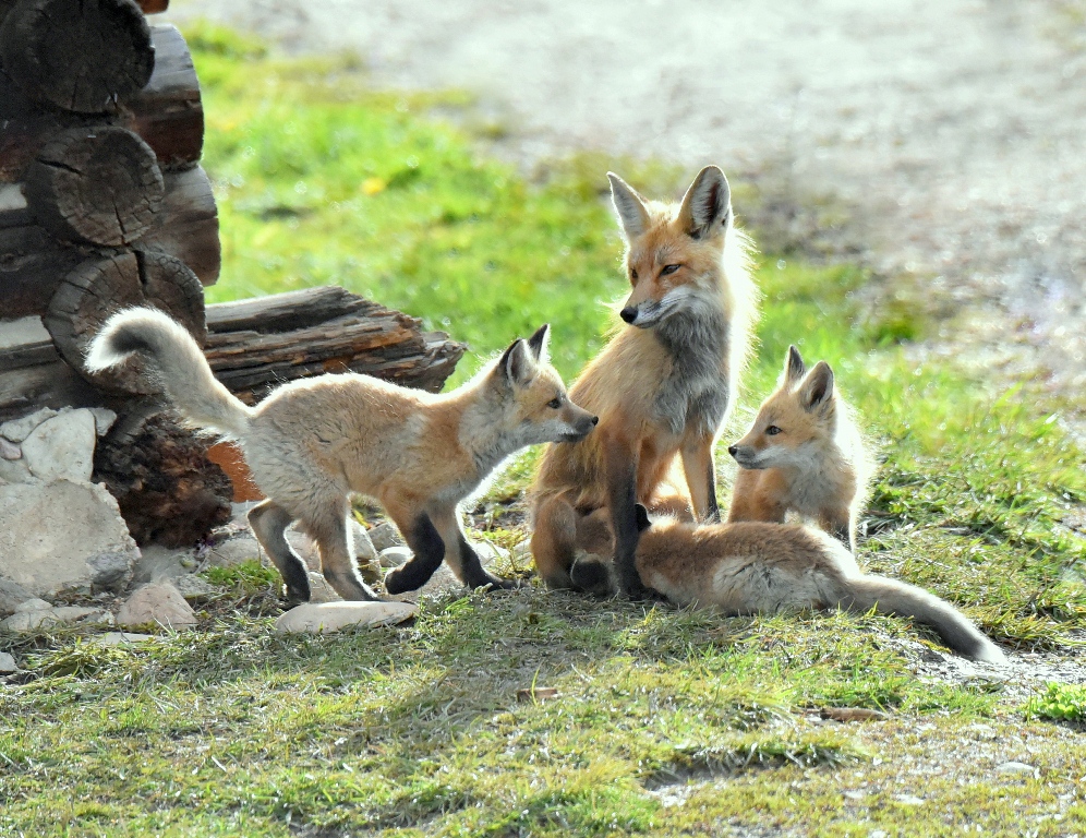 Red Fox – Female and Pups | Walden, Colorado | May, 2015