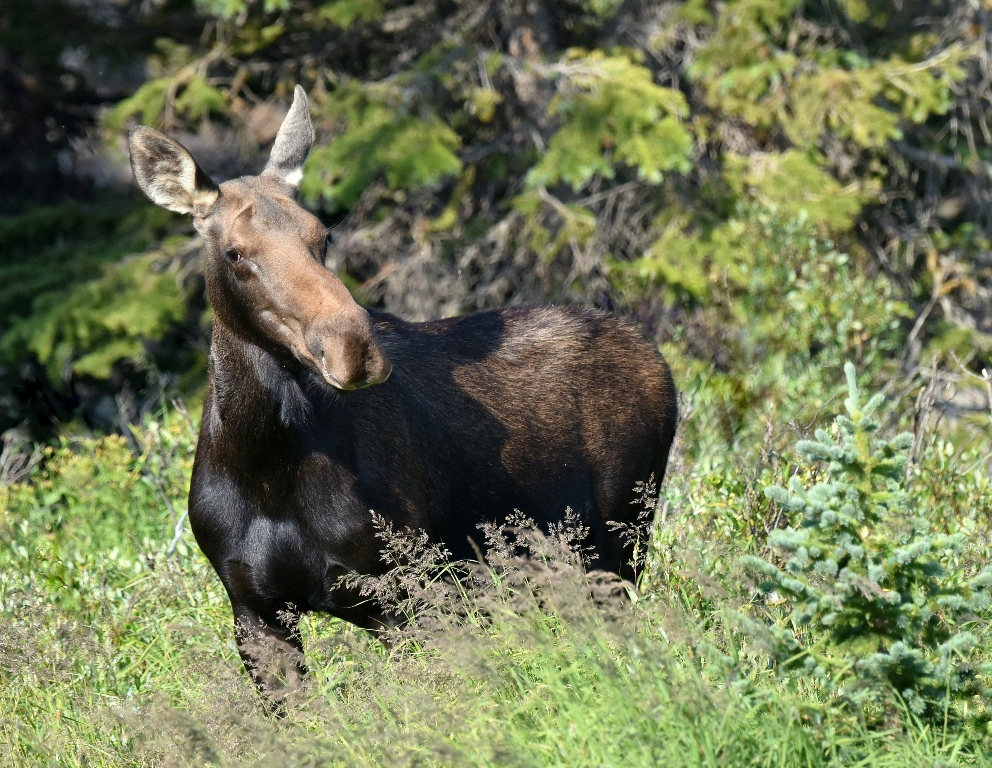 Moose – Cow | Walden, Colorado | August, 2015