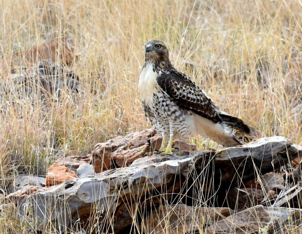 Red-tailed Hawk – Juvenile | Socorro, N.M. | August, 2015