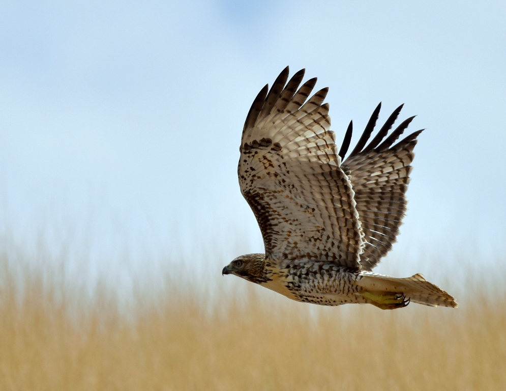 Red-tailed Hawk – Juvenile | Socorro, N.M.| August, 2015