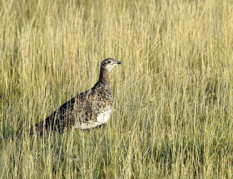 Greater Sage Grouse | Walden, Colorado | August, 2015