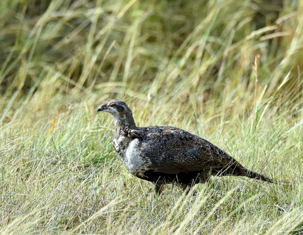 Greater Sage Grouse | Walden, Colorado | August, 2015
