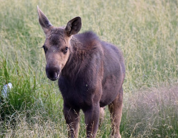 Moose – Juvenile | Walden, Colorado | August, 2015