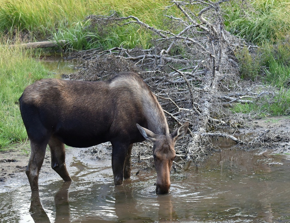 Moose – Cow | Walden, Colorado | August, 2015