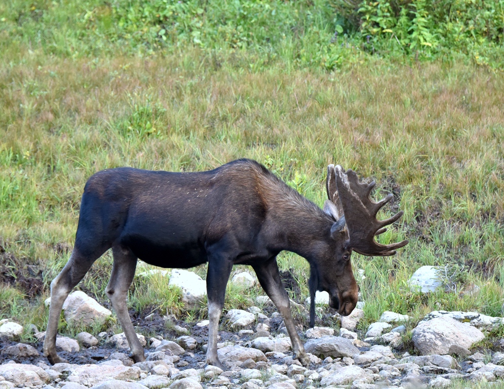 Moose – Bull | Walden, Colorado | August, 2015