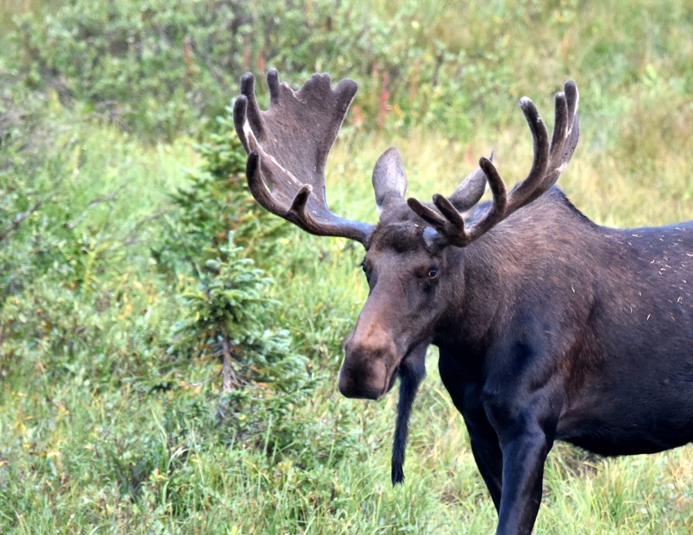 Moose – Bull | Walden, Colorado | August, 2015