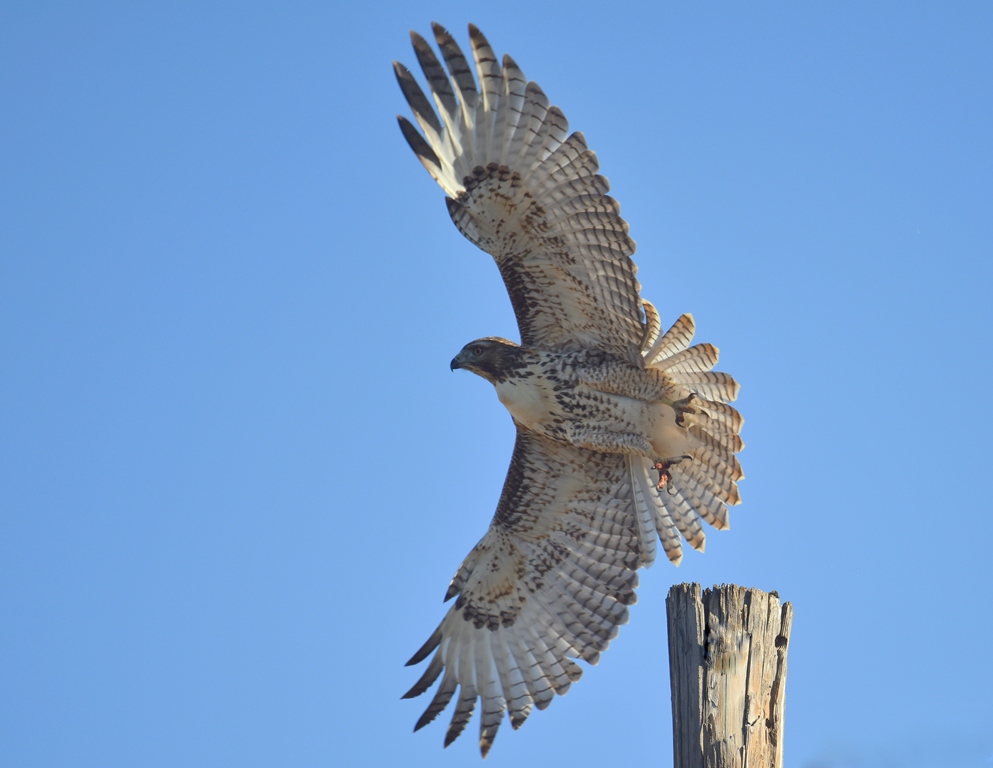 Red-tailed Hawk | Las Vegas, New Mexico | September, 2015