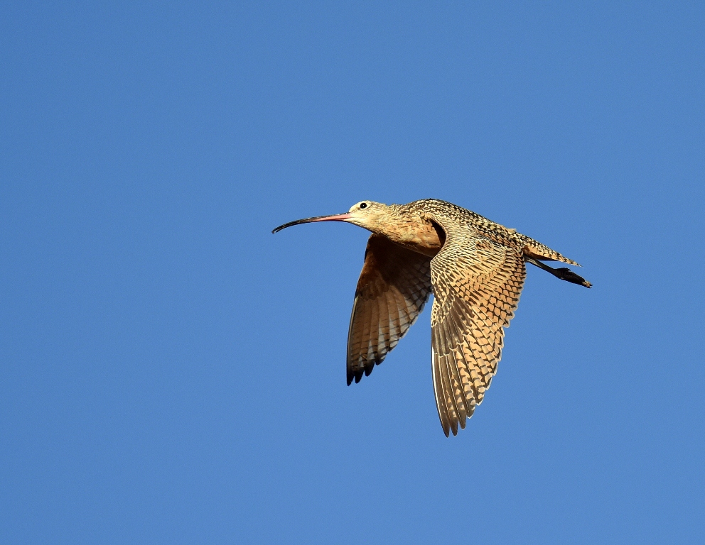 Long-billed Crulew | Estancia, New Mexico | September, 2015
