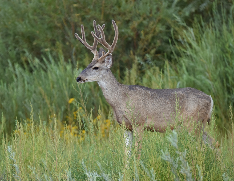 Mule Deer – Buck | Bosque del Apache | September,2015