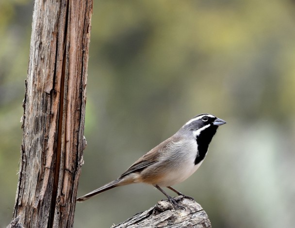 Black-throated Sparrow | Portal, Arizona | October, 2015