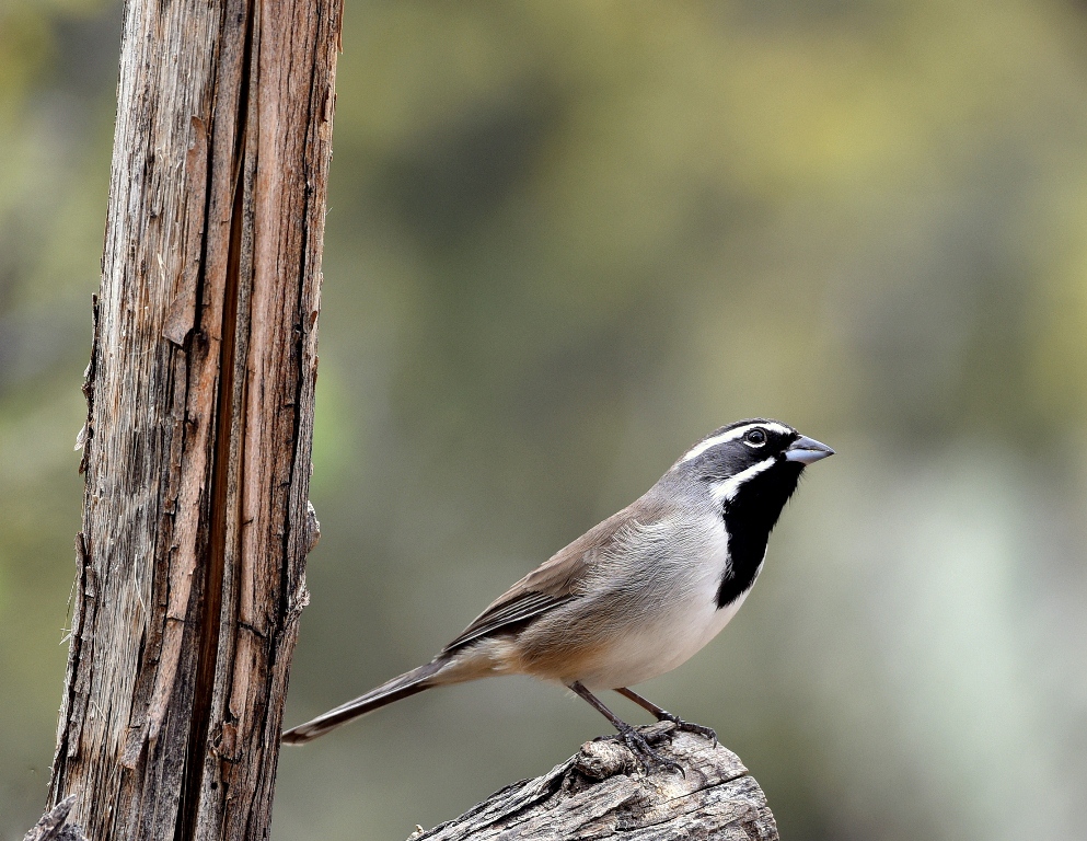 Black-throated Sparrow | Portal, Arizona | October, 2015