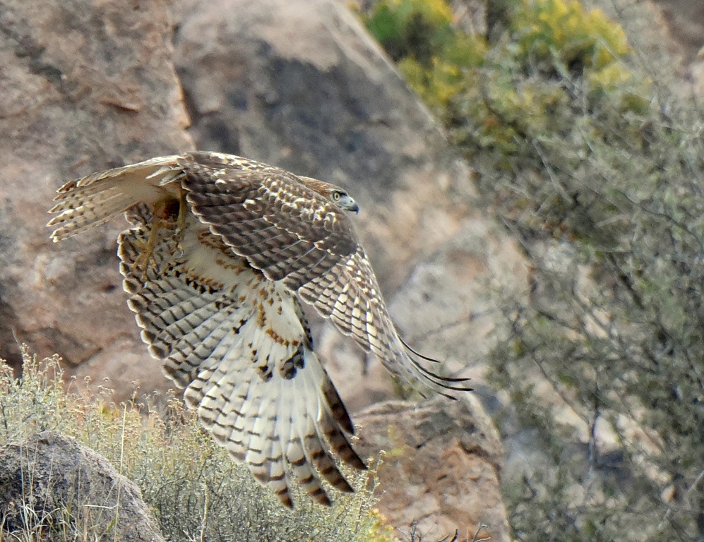 Red-tailed Hawk | Lordsburg, New Mexico | October, 2015