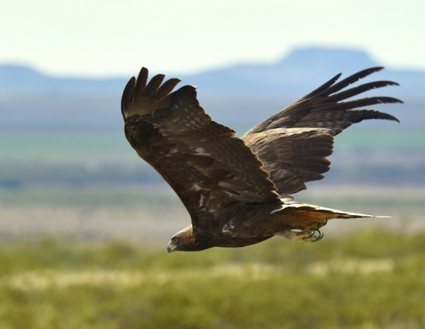 Golden Eagle | Nutt, New Mexico | October, 2015