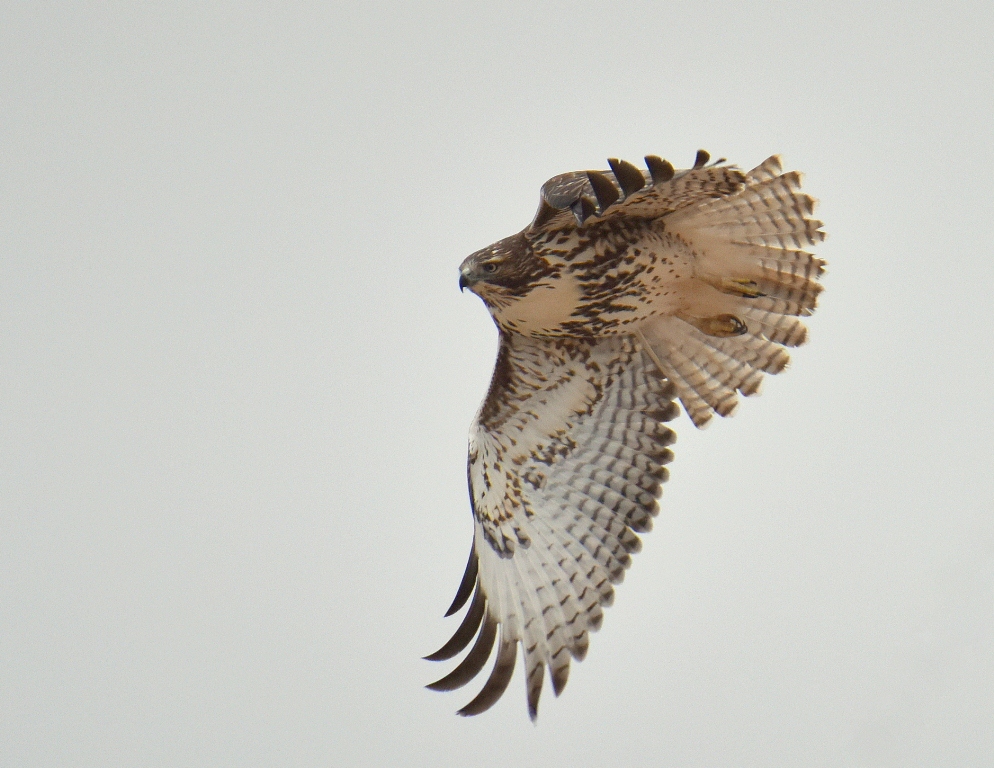 Red-tailed Hawk | Estancia, New Mexico | November, 2015