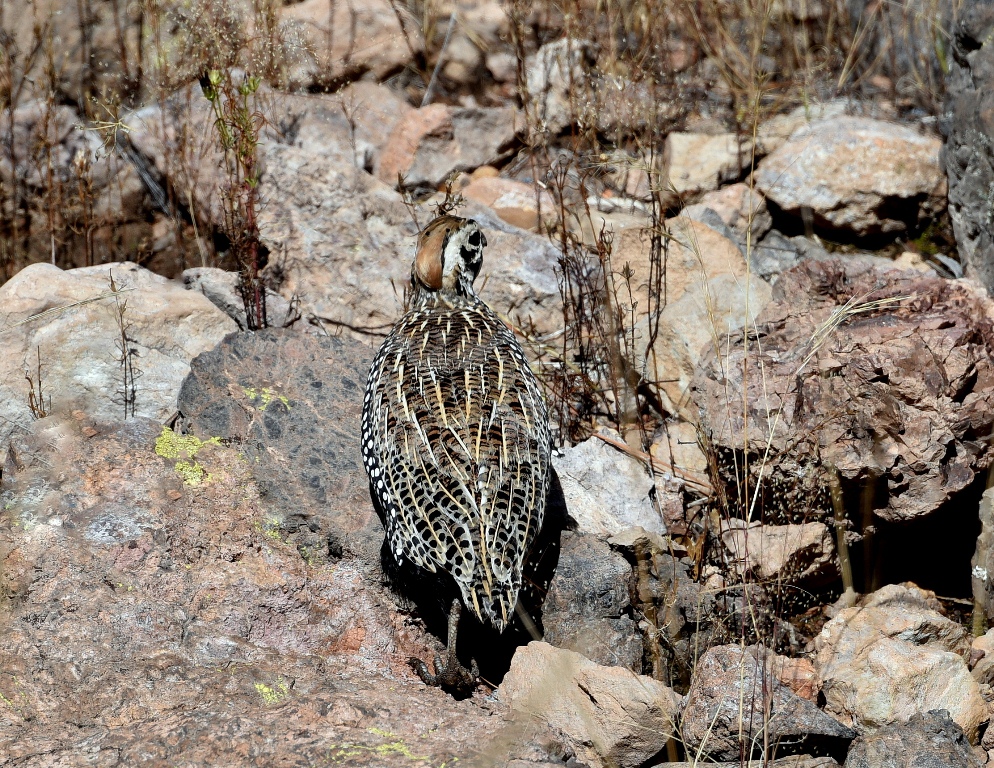 Montezuma Quail – Female | Peloncillo Mts. New Mexico | October, 2015