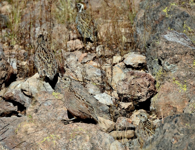 Montezuma Quail – Juvenile | Peloncillo Mts. New Mexico | October, 2015
