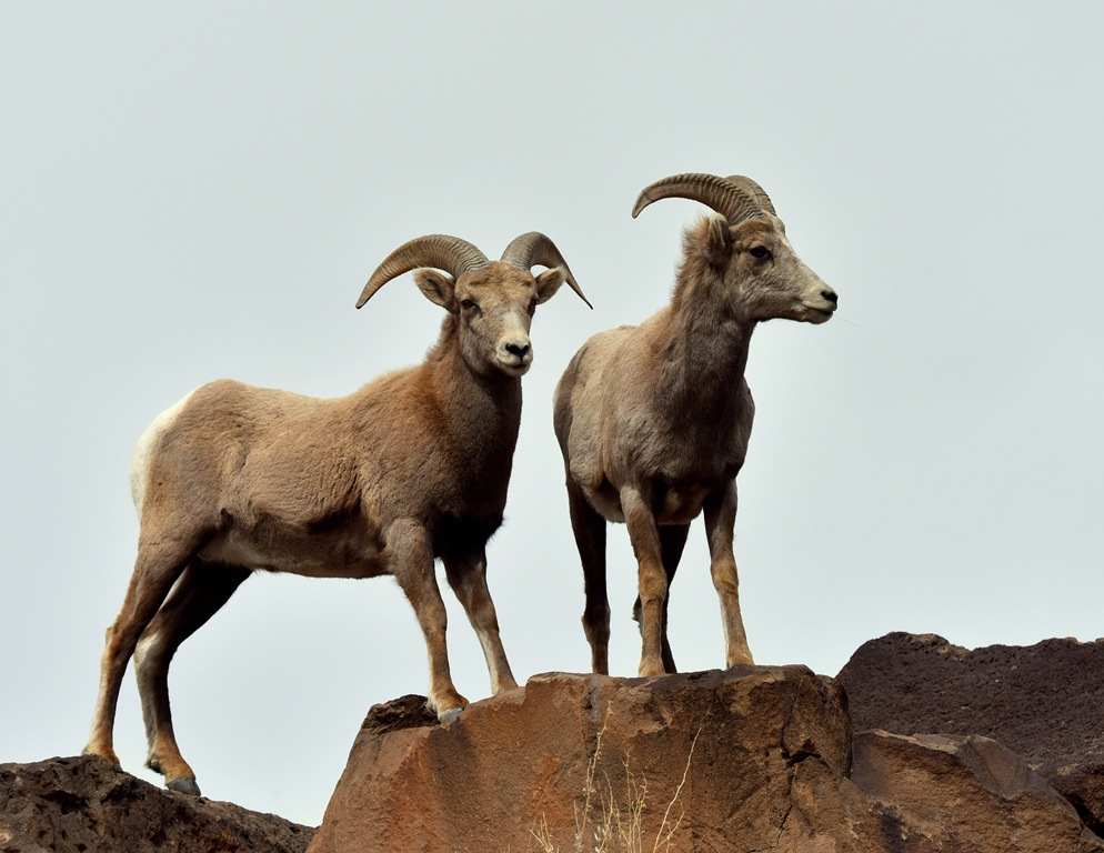Bighorn Sheep – Rams | Pilar, New Mexico | February,2016