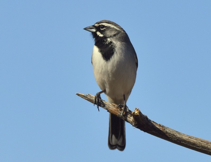 Black-throated Sparrow | Portal, Arizona | January, 2016