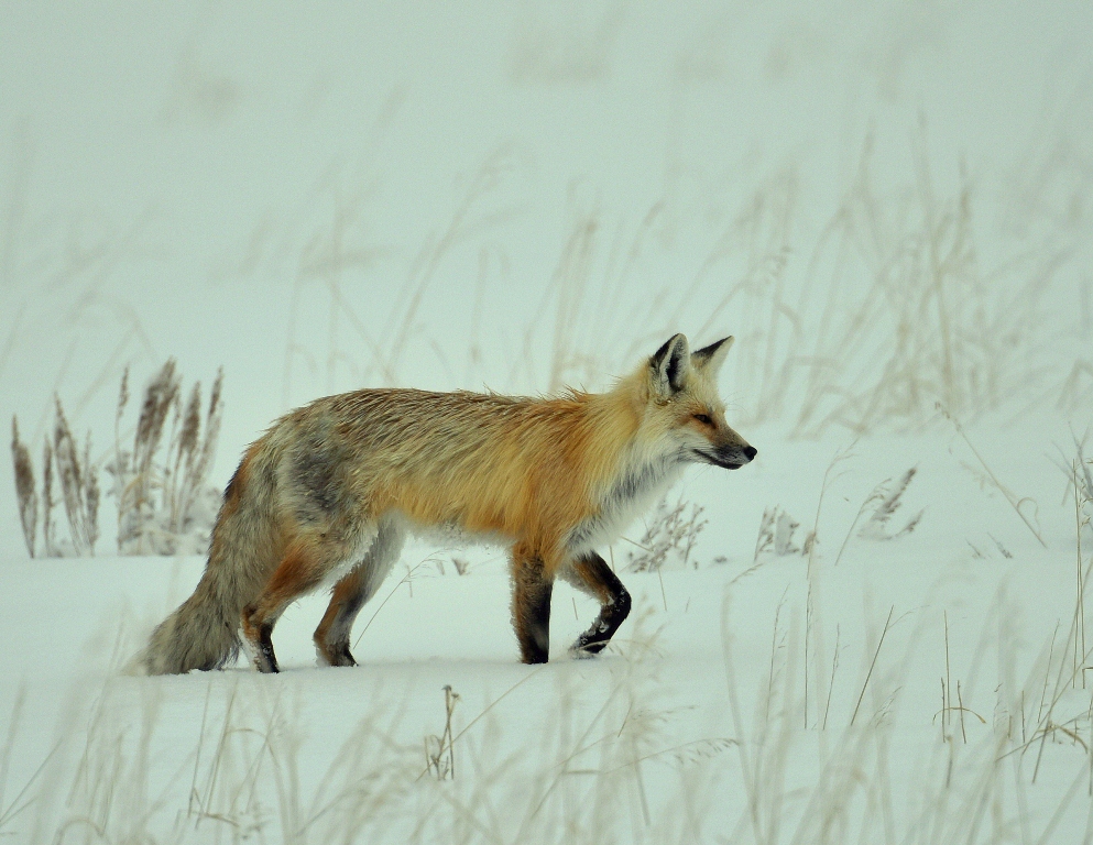 Red Fox | Jackson, Wyoming | March, 2016