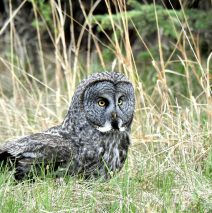 Great Gray Owl | Calgary, Alberta | May, 2016