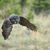 Great Gray Owl | Calgary, Alberta | May, 2016