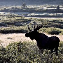 Moose -Bull | Walden, Colorado | August, 2016
