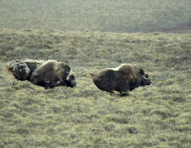 Musk Ox | Deadhorse, Alaska |May, 2016