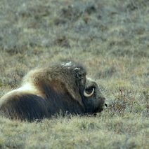 Musk Ox | Deadhorse, Alaska | May, 2016