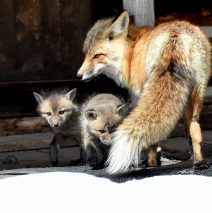 Red Fox and Cubs | Walden, Colorado | May,2016
