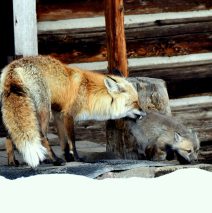 Red Fox and Cub | Walden, Colorado | May, 2016