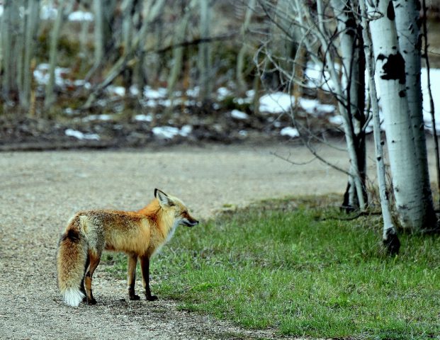 Red Fox | Walden, Colorado | May, 2016