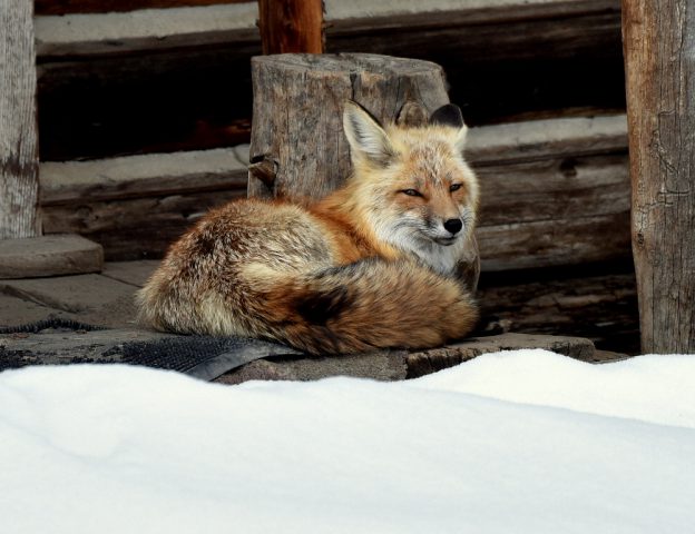 Red Fox | Walden, Colorado | May, 2016