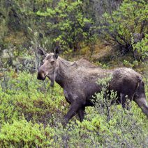 Moose – Cow | Eagle Plains, Yukon | June, 2016