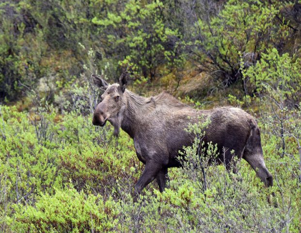 Moose – Cow | Eagle Plains, Yukon | June, 2016