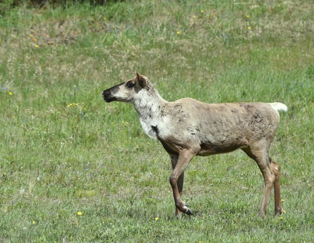 Caribou – Cow | Fort Nelson, British Columbia | June, 2016