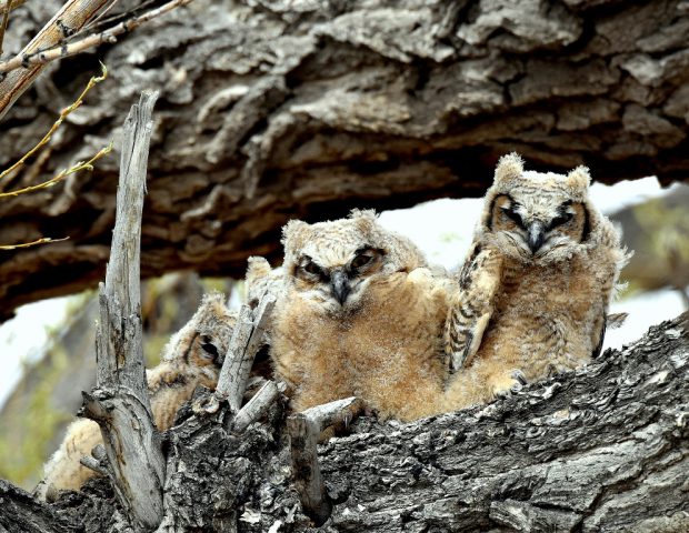 Great Horned Owl Fledglings | Alamosa, Colorado | May, 2016