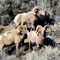 Bighorn Sheep – Rams | Pilar, New Mexico | January, 2017