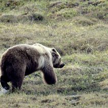 Grizzly Bear | Eagle Plains, Yukon | June, 2016