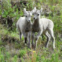 Stone Sheep – Lambs | Stone Mt., B.C. | June, 2016