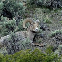 Bighorn Sheep – Ram | Cody, Wyoming | May, 2016