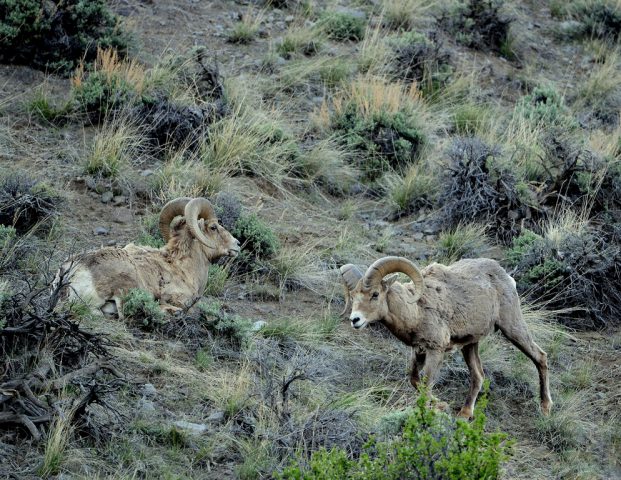 Bighorn Sheep – Rams | Cody, Wyoming | May, 2016