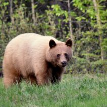 Black Bear | Haines  Jct., Yukon | May, 2016