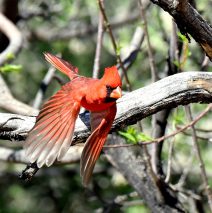 Northern Cardinal – Male | Portal, Arizona| March, 2017
