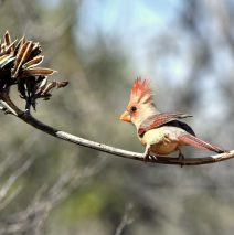 Northern Cardinal – Female | Portal, Arizona | March, 2017