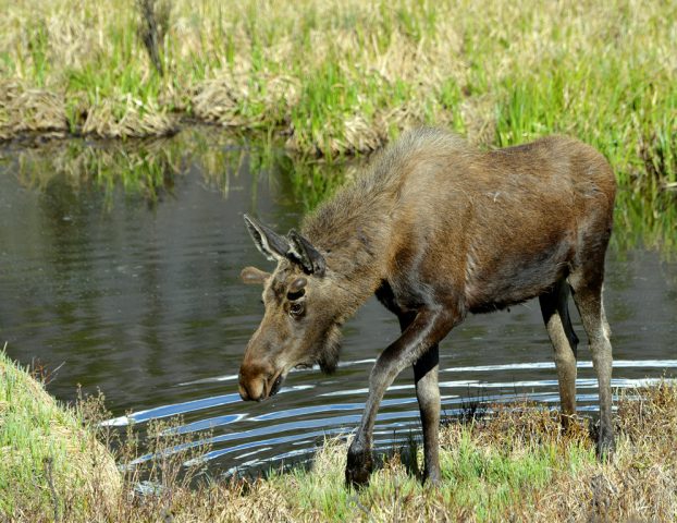 Moose – Bull | Grand Lake, Colorado | June, 2017