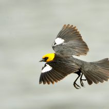 Yellow-headed Blackbird – Male | Walden, Colorado | June, 2017