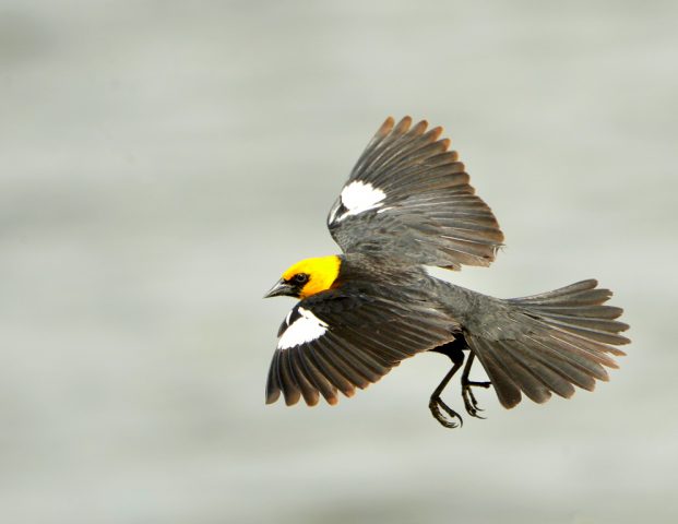 Yellow-headed Blackbird – Male | Walden, Colorado | June, 2017