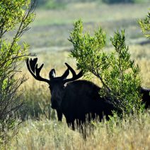 Moose – Bull | Walden, Colorado | August, 2017