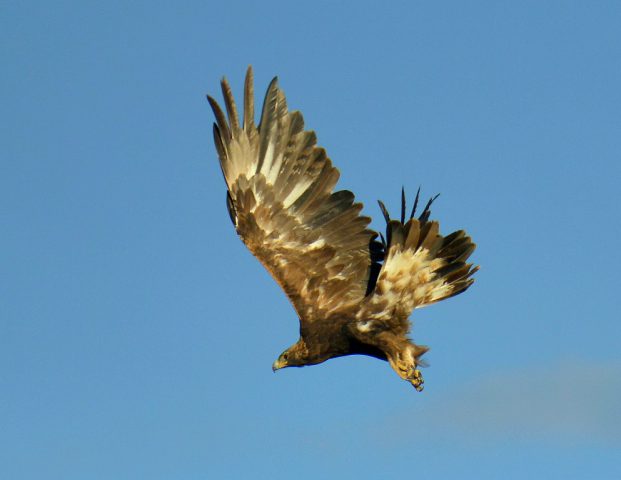 Golden Eagle – Juvenile | Walden, Colorado | June, 2017